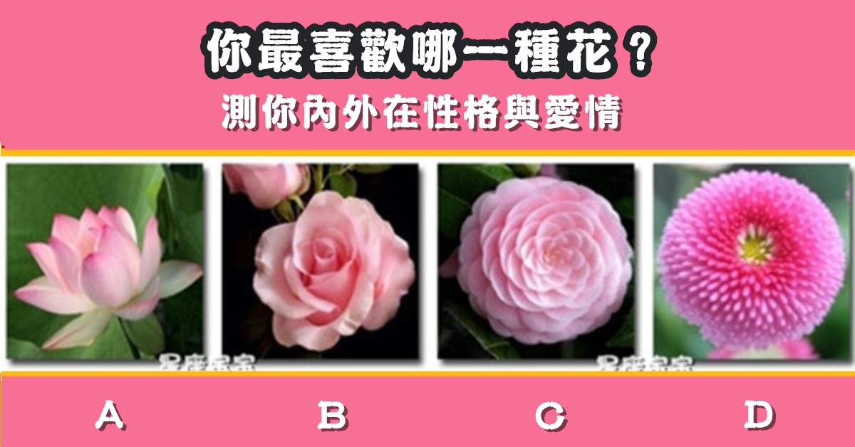 最喜歡，一朵花，內外，性格，愛情，心理測驗，星座寶寶