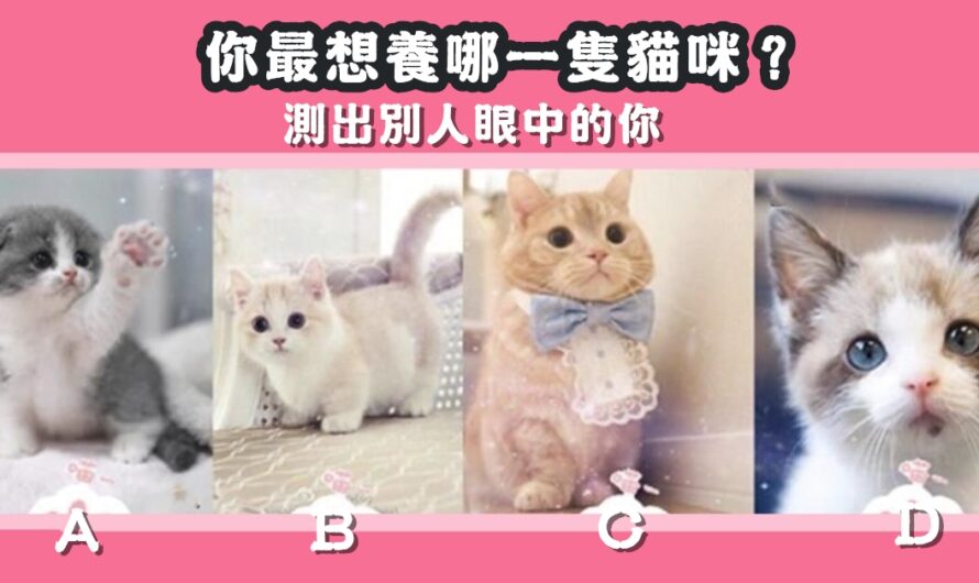 【最想養哪隻貓咪】測出別人眼中的您