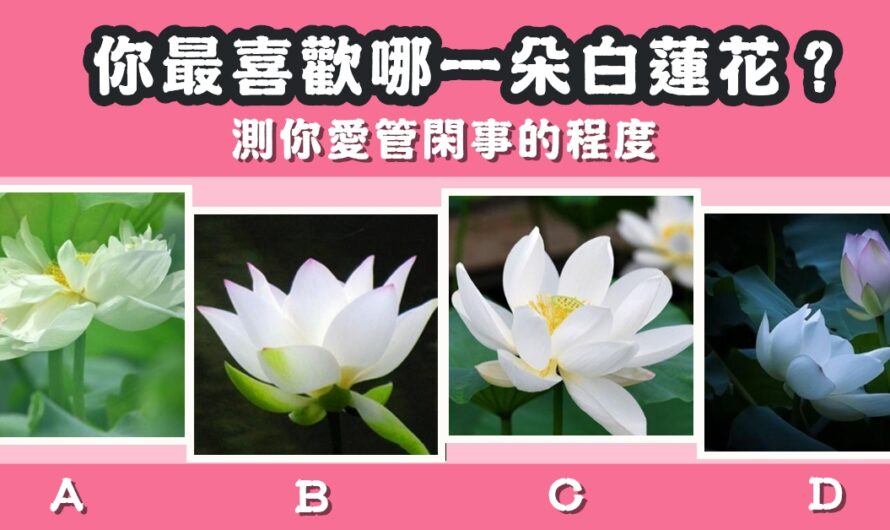 【最喜歡哪朵白蓮花】測您愛管閑事的程度