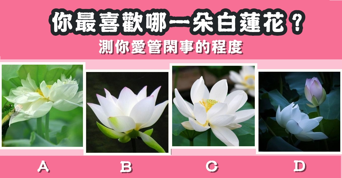 最喜歡，白蓮花，愛管閒事，程度，心理測驗，星座寶寶