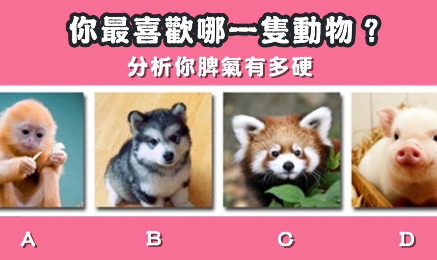 【最喜歡哪一隻動物】分析脾氣有多硬