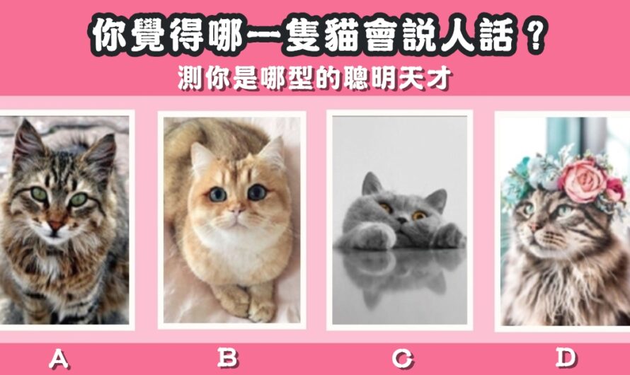 【哪隻貓會說人話】測您是哪型的聰明天才